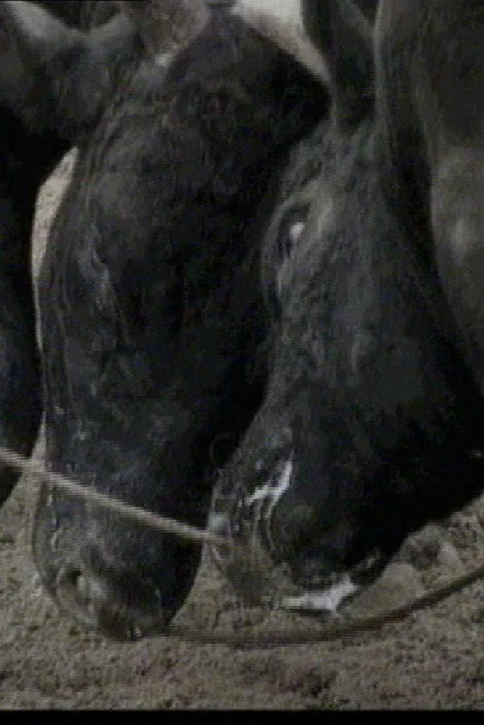 Bullfight in Okinawa