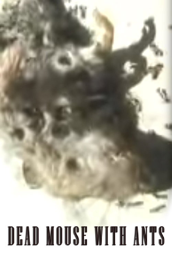 Dead Mouse with Ants