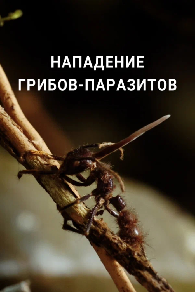 Нападение грибов-паразитов