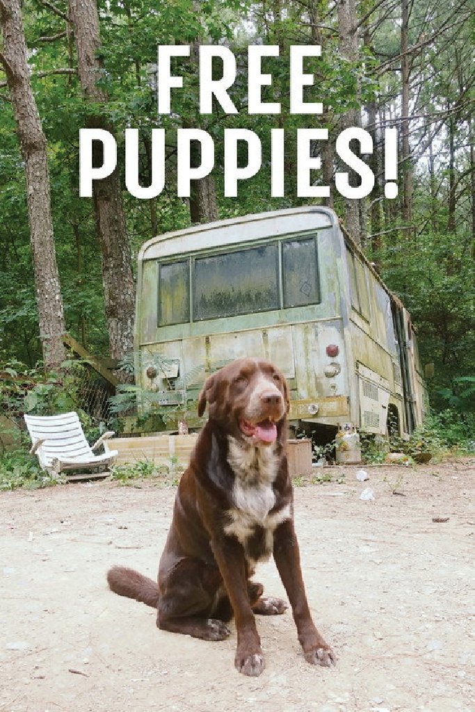 Free Puppies!