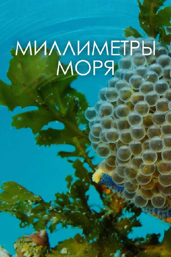 Миллиметры моря
