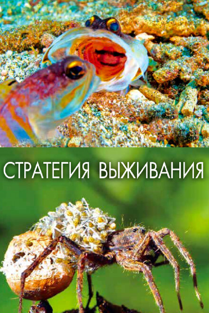 Стратегия выживания