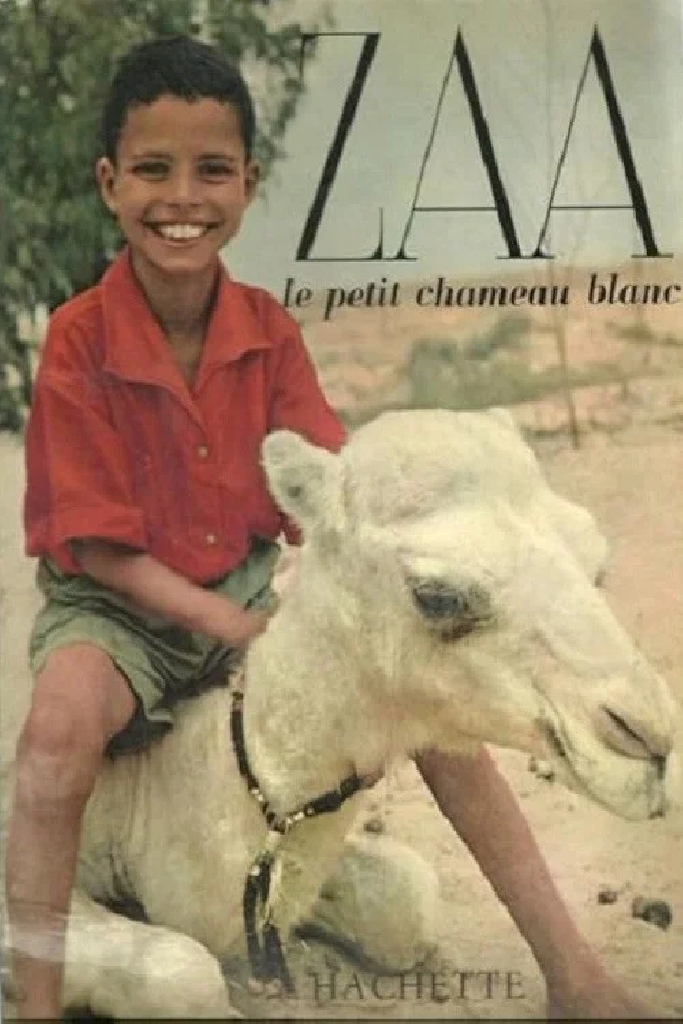 Zaa, petit chameau blanc