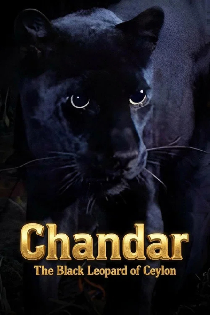 Chandar, the Black Leopard of Ceylon
