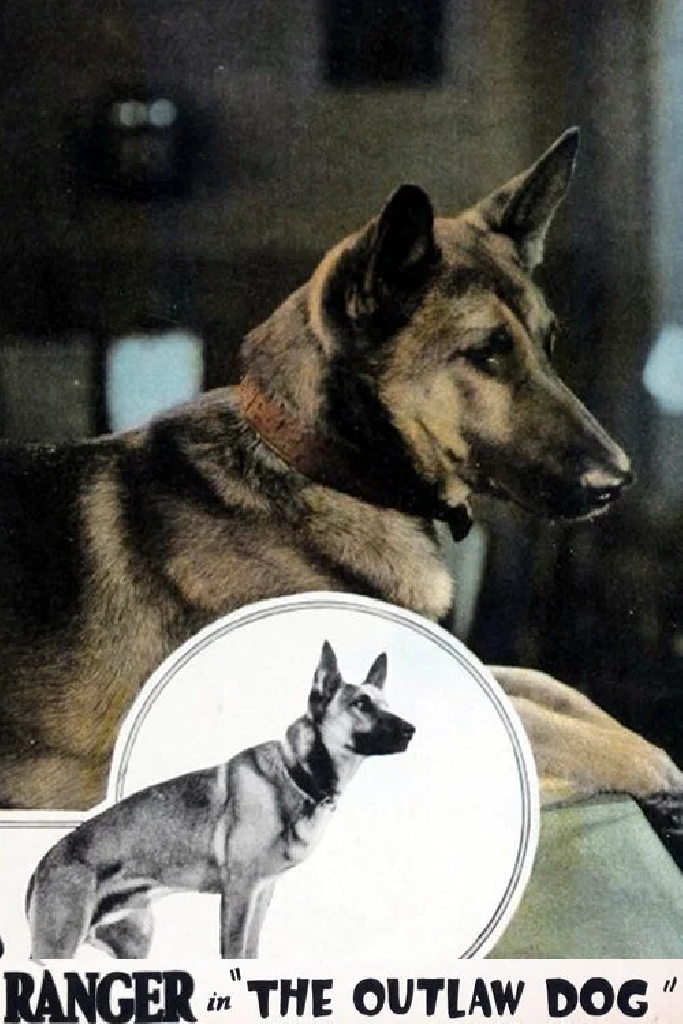 The Outlaw Dog