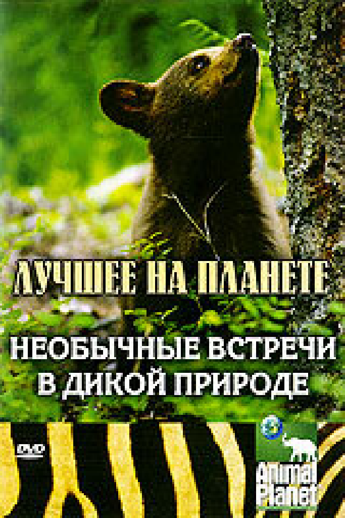 Animal Planet: Необычные встречи в дикой природе