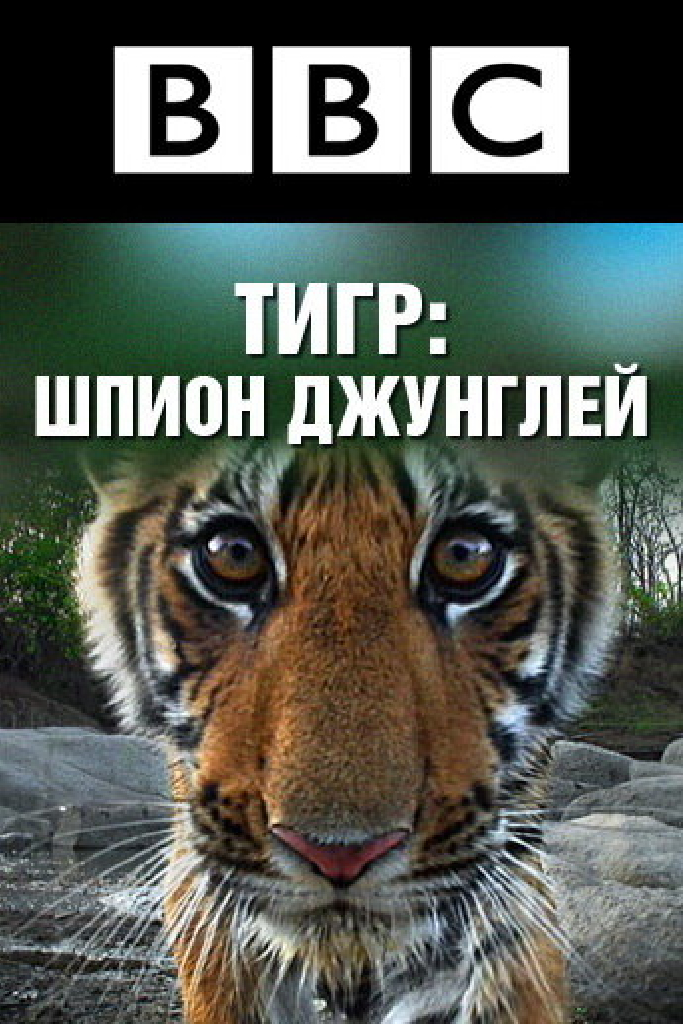 BBC: Тигр – шпион джунглей