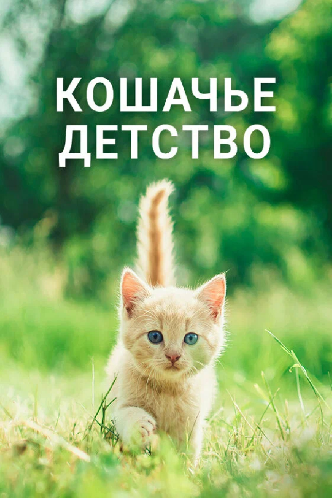 Кошачье детство