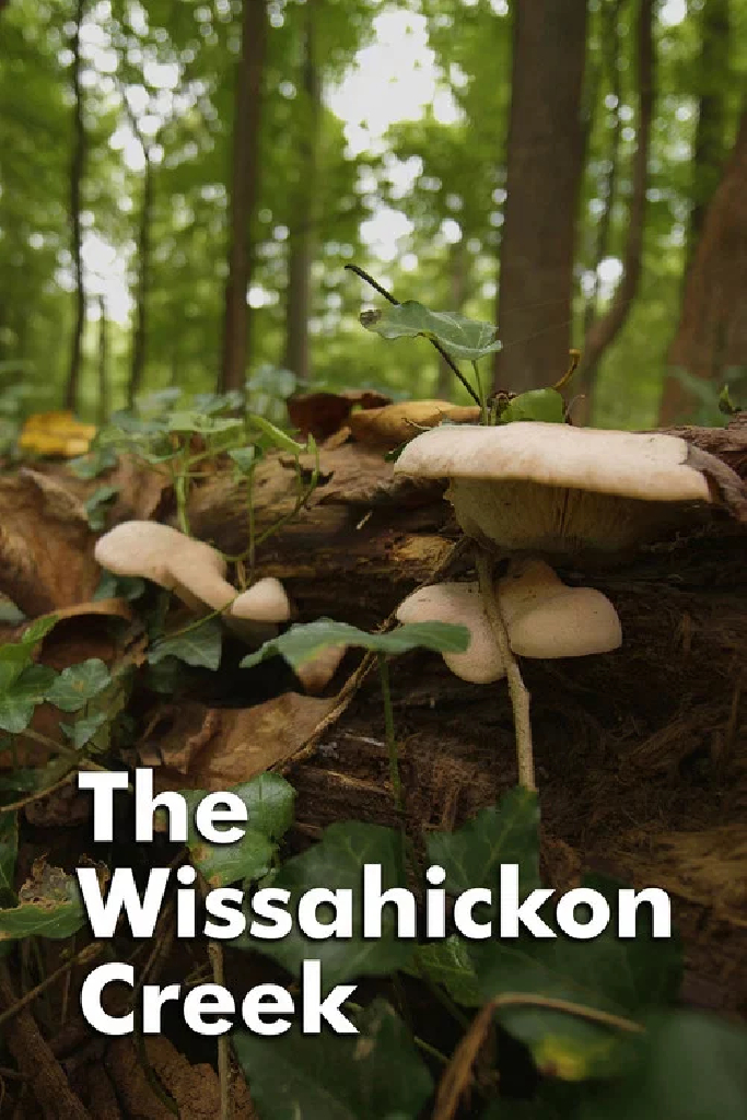 The Wissahickon Creek