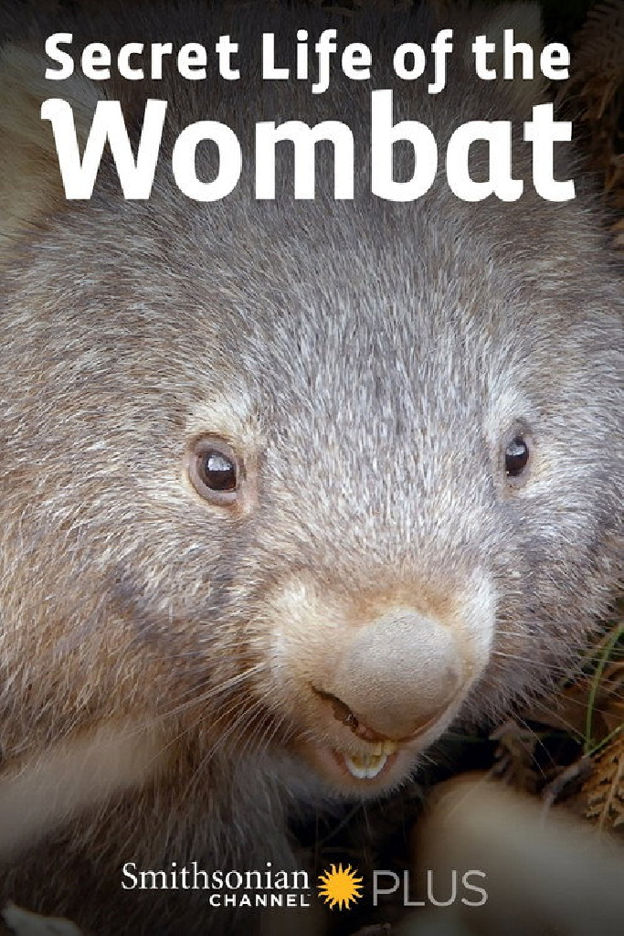 Тайная жизнь вомбата