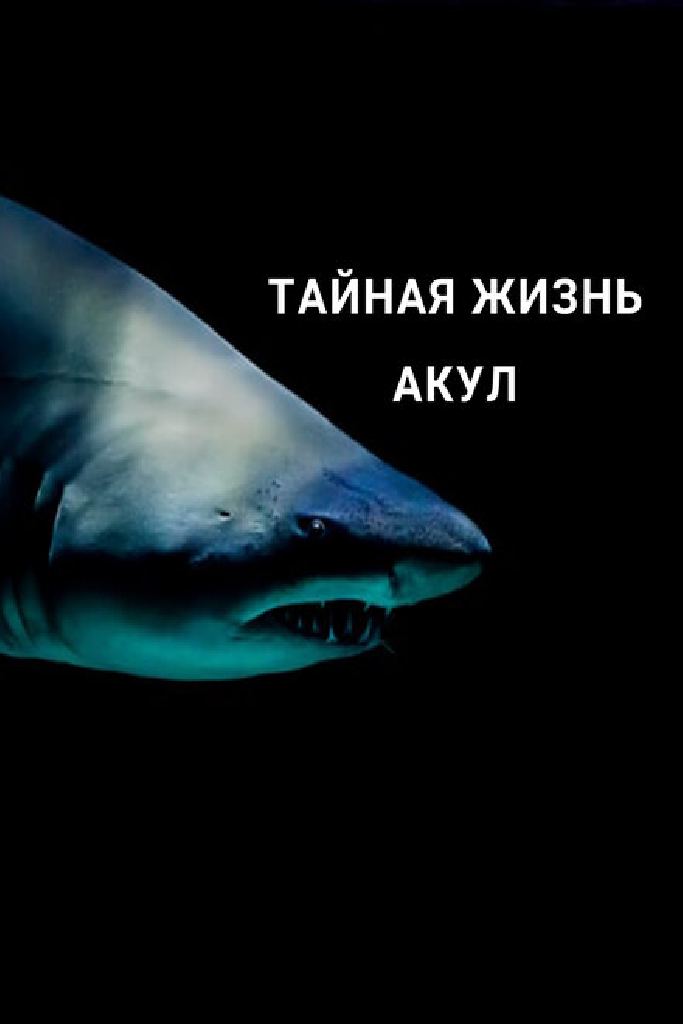 Тайная жизнь акул
