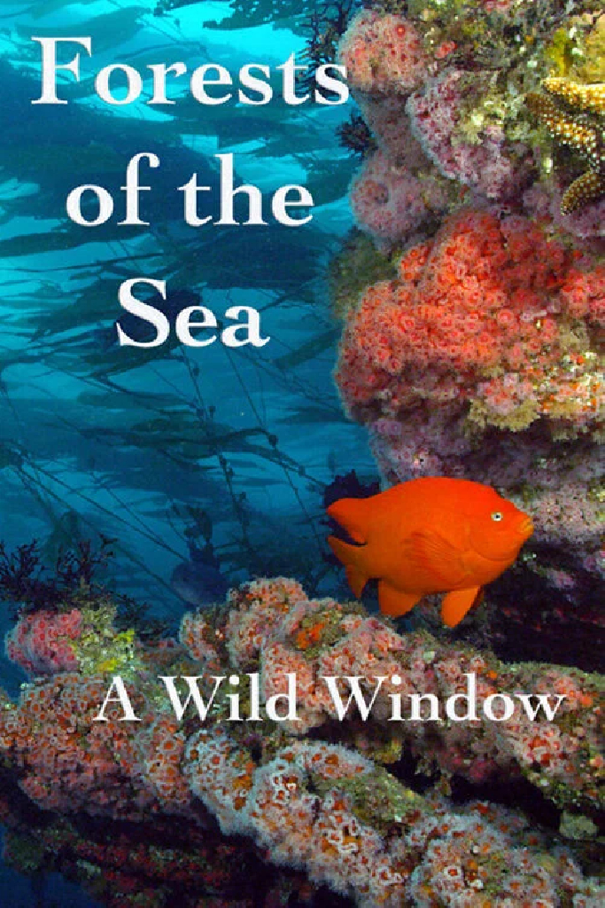 Wild Window: Bosques del Mar