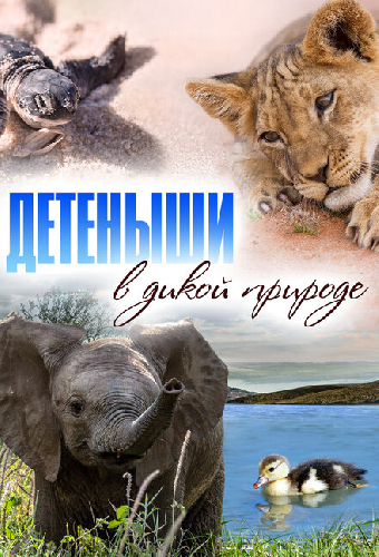Детеныши в дикой природе
