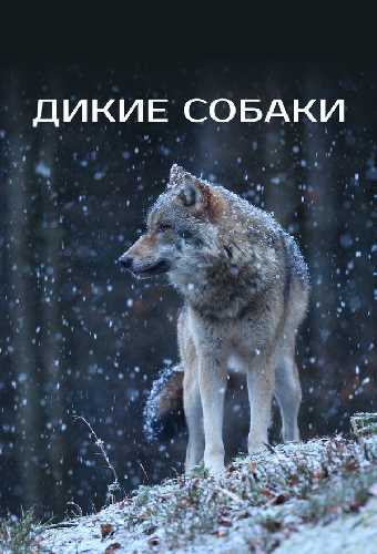 Дикие собаки