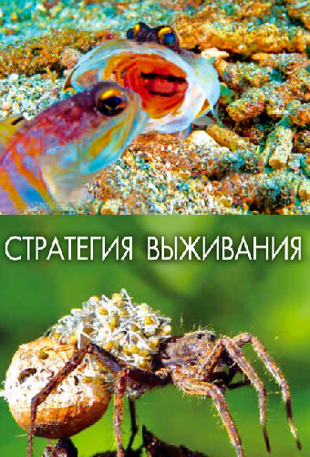 Стратегия выживания