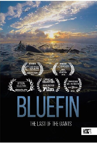Bluefin