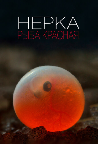 Нерка. Рыба красная