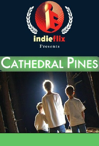 Cathedral Pines