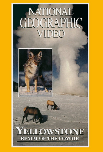 Yellowstone: Realm of the Coyote