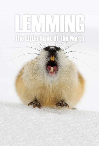 Lemming: The Little Giant of the North
