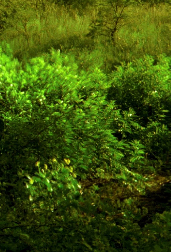 Ceniza Verde