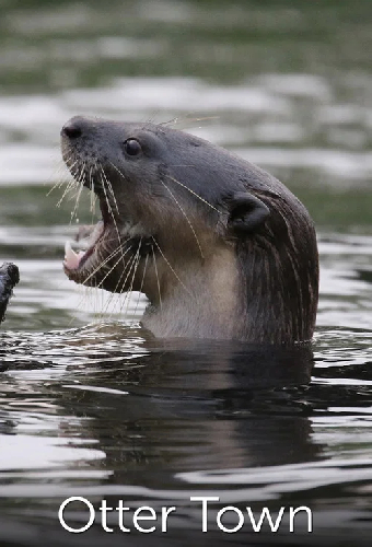 Otter Town