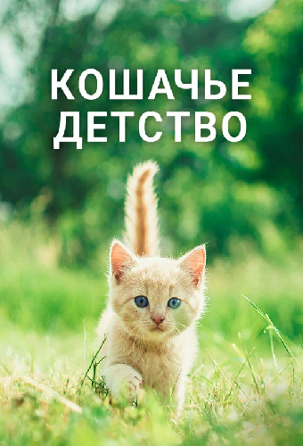 Кошачье детство