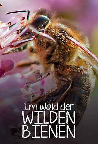 Im Wald der wilden Bienen