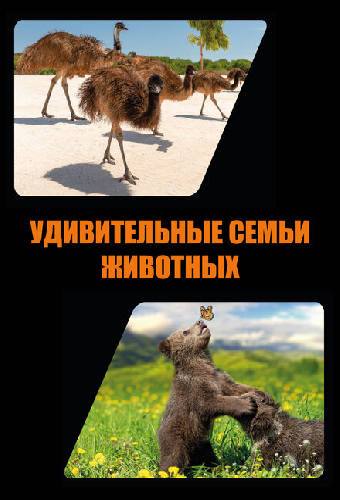 Удивительные семьи животных