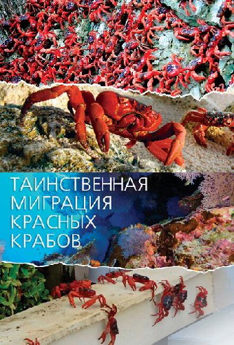 Таинственная миграция красных крабов