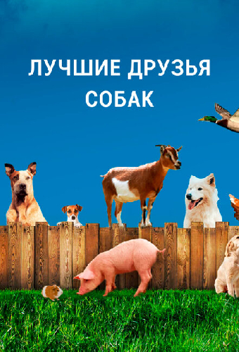 Лучшие друзья собак