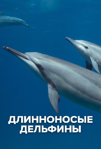 Длинноносые дельфины