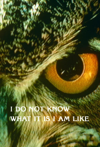 I Do Not Know What It Is I Am Like