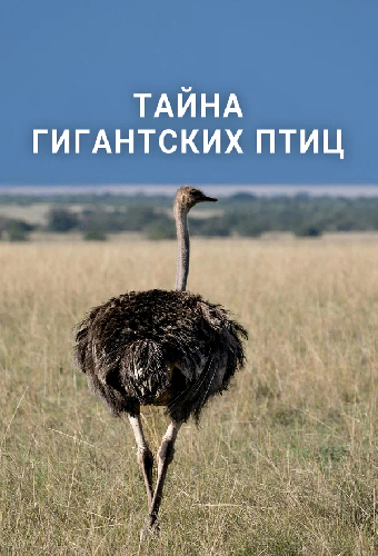 Тайна гигантских птиц