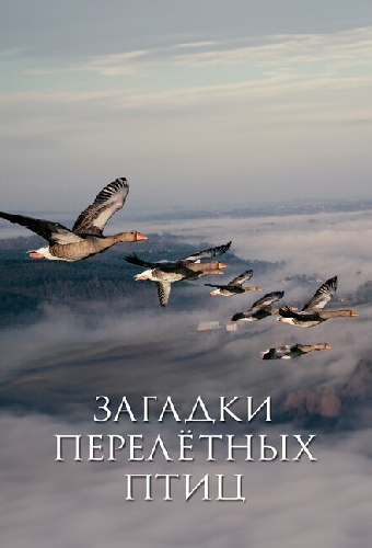 Загадки перелётных птиц