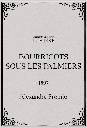 Bourricots sous les palmiers