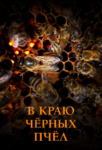 В краю чёрных пчёл