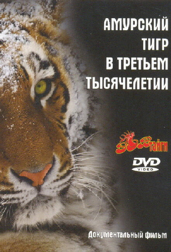 Амурский тигр в третьем тысячелетии