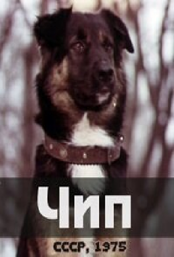 Чип