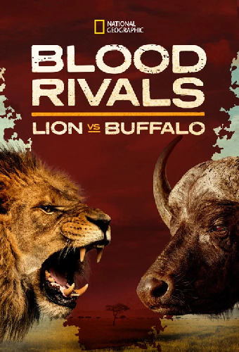Blood Rivals: Lion vs Buffalo
