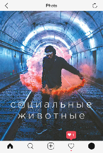 Социальные животные
