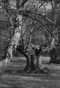 Burnham Beeches