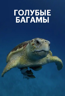 Голубые Багамы