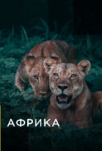 Африка