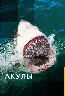 Акулы
