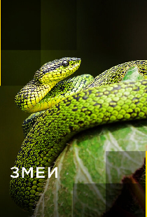 Змеи