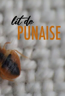 Lit de punaise