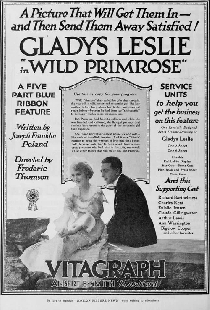 Wild Primrose