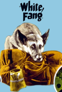 Белый клык