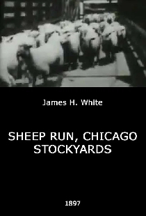 Sheep Run, Chicago Stockyards